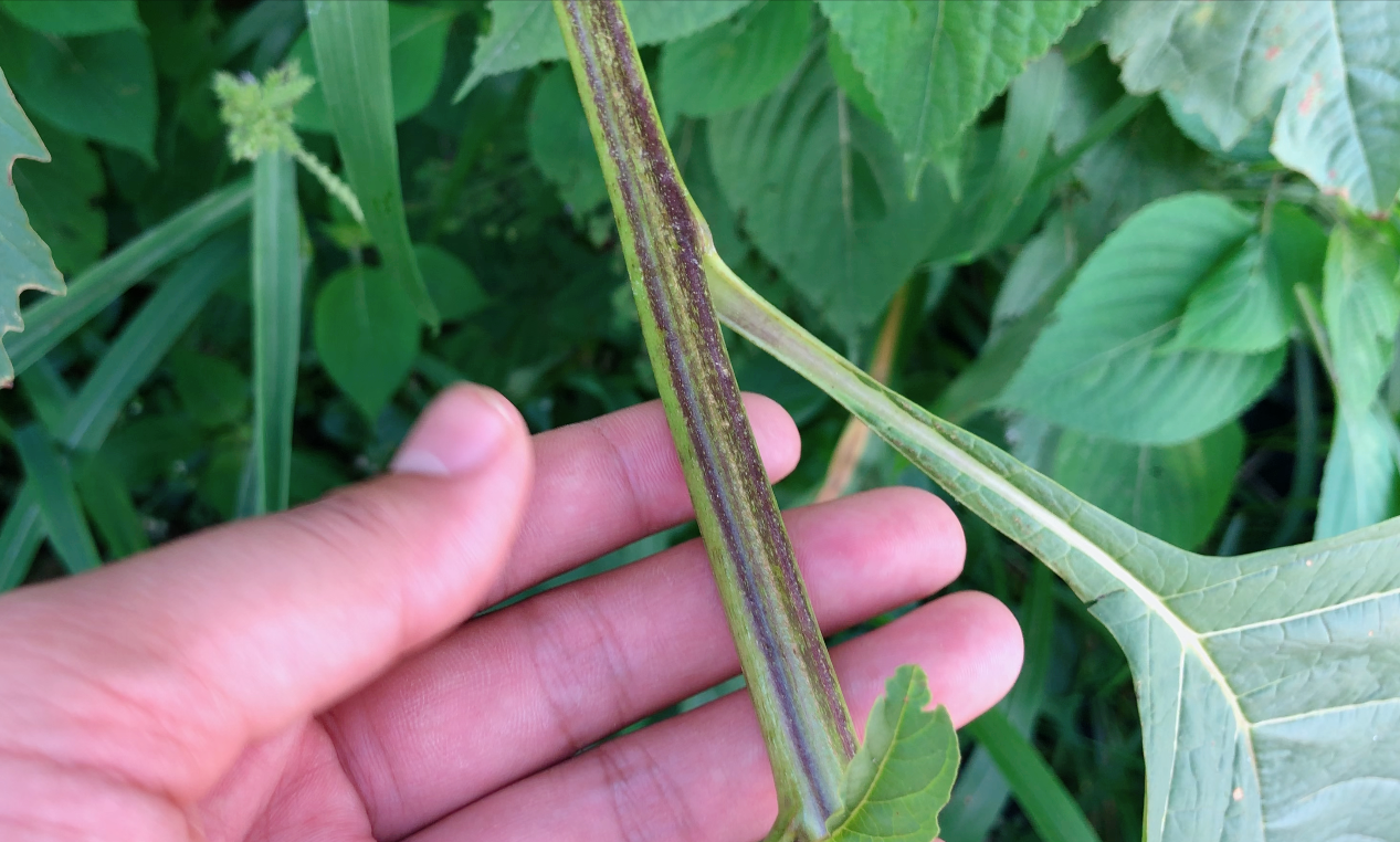 冰粉籽是什么植物(冰粉树籽是西南特色美食凉粉的原料)