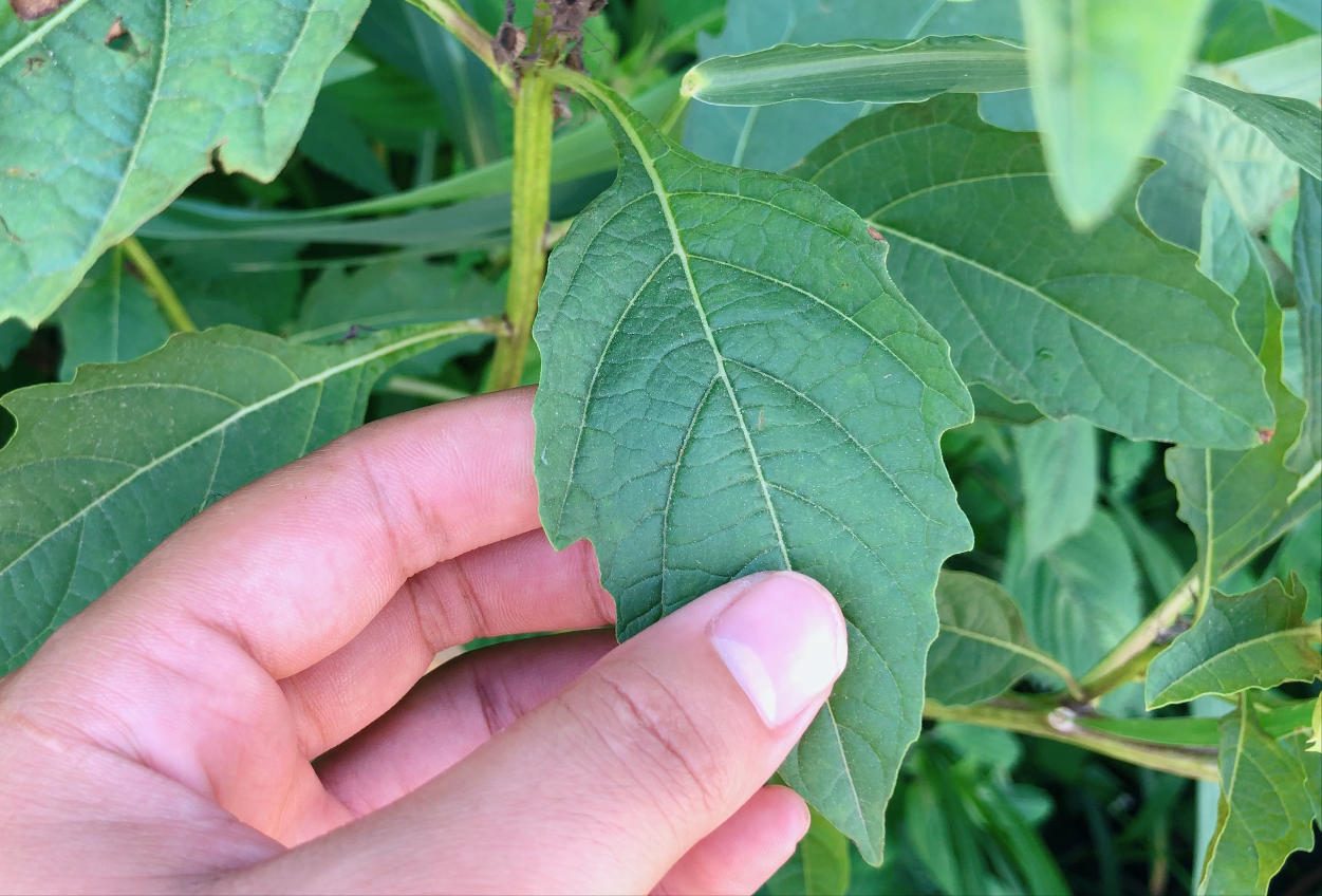 冰粉籽是什么植物(冰粉树籽是西南特色美食凉粉的原料)