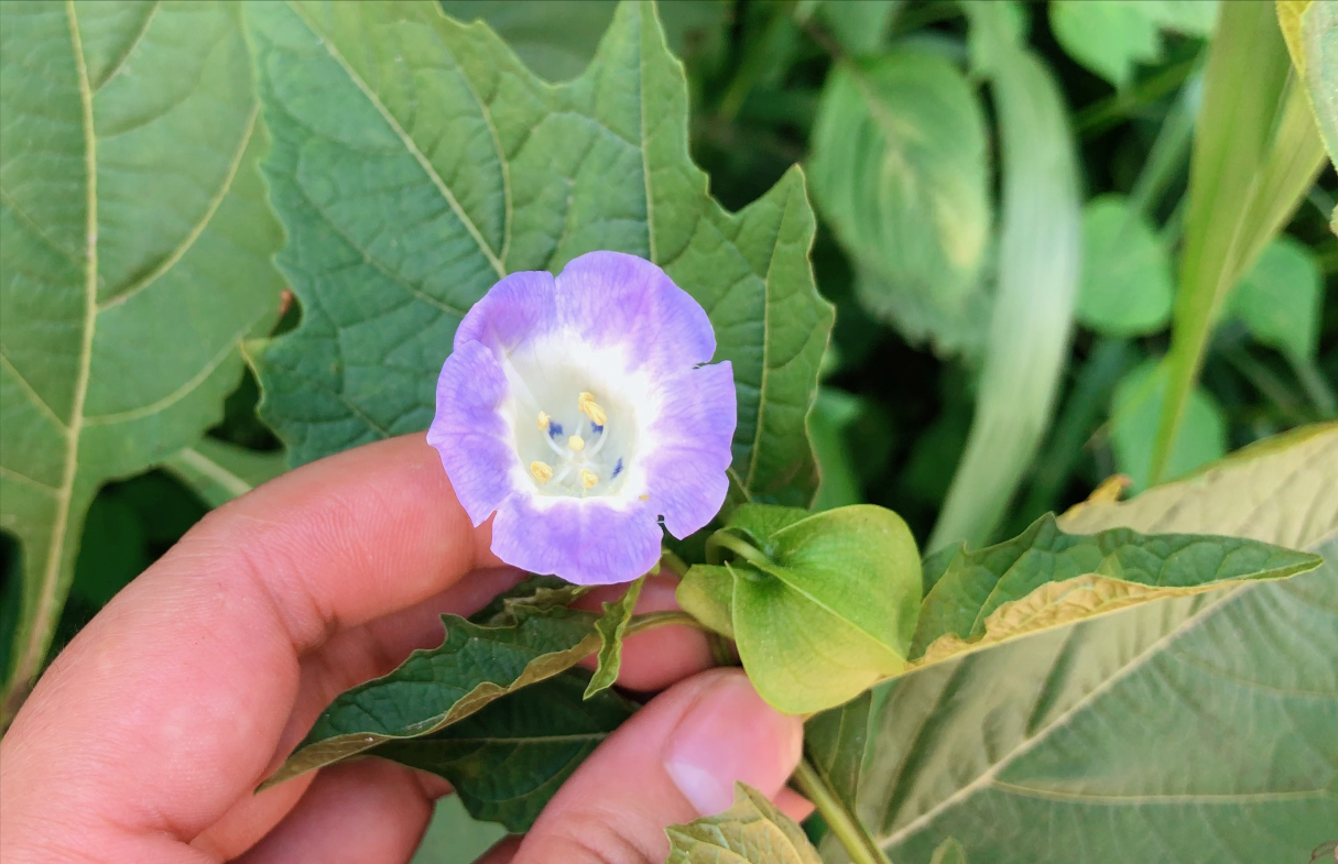 冰粉籽是什么植物(冰粉树籽是西南特色美食凉粉的原料)