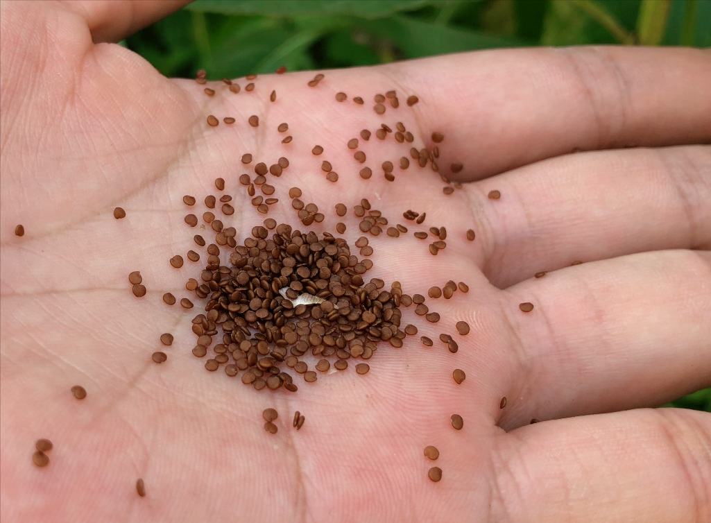 冰粉籽是什么植物(冰粉树籽是西南特色美食凉粉的原料)