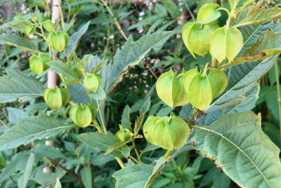 冰粉籽是什么植物(冰粉树籽是西南特色美食凉粉的原料)