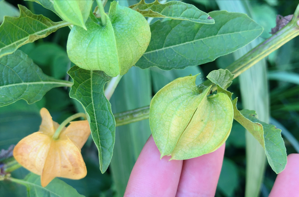 冰粉籽是什么植物(冰粉树籽是西南特色美食凉粉的原料)