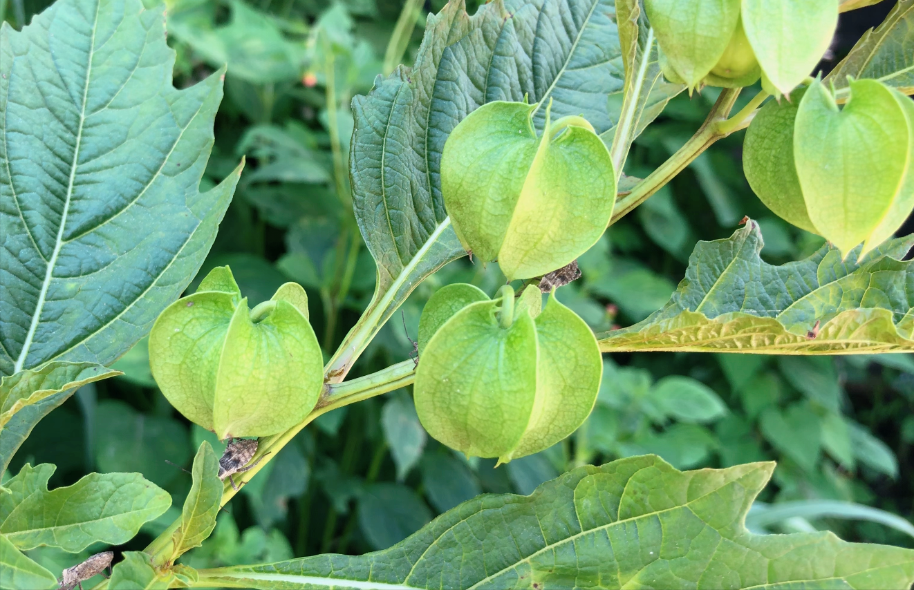冰粉籽是什么植物(冰粉树籽是西南特色美食凉粉的原料)