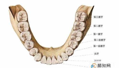 牙与齿意思的区别