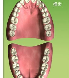 牙和齿有什么区别呀