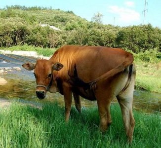 ​请问现在农村养牛可以养殖吗(养牛风险大吗?为啥农村很少有人养牛?)