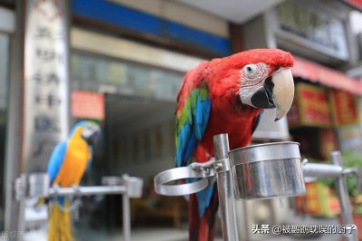 4种带标识鹦鹉:费氏牡丹、小太阳、和尚、紫腹吸蜜,品种介绍