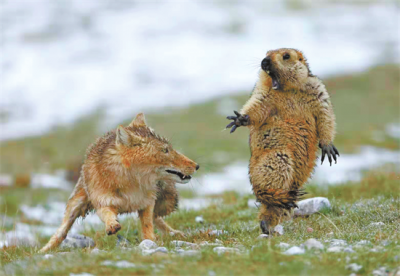 稻城亚丁在哪个省(藏在青海的稻城亚丁,被誉为中国最像瑞士之地,荒野美景惊艳