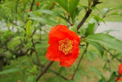 石榴花的气味是什么味道,石榴花是什么味道的梗?