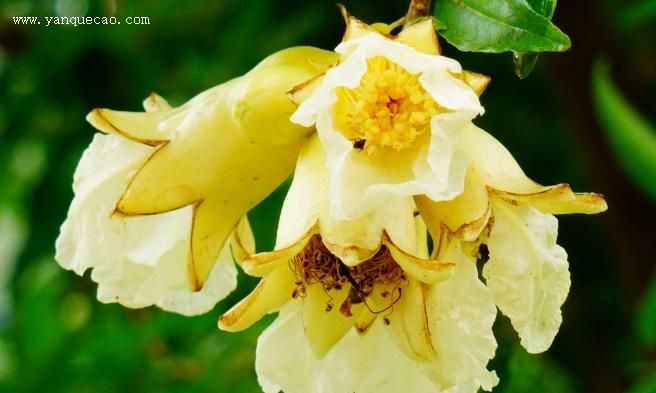 石榴花是什么味