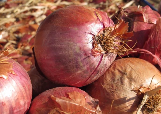水洋葱煮水喝功效 水洋葱泡茶对前列腺好吗 水洋葱煮水喝功效 水洋葱泡茶对前列腺好吗