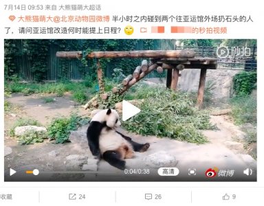 ​有人向场馆内扔石头砸大熊猫？北京动物园：它未受伤 将提升场馆硬件