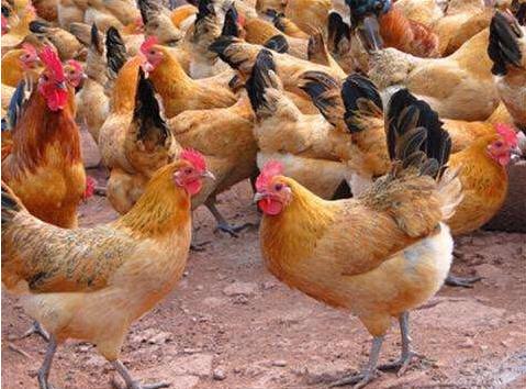 最简单的散养土鸡方法（农民在山上养鸡）(1)