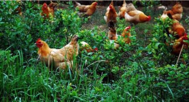 最简单的散养土鸡方法（农民在山上养鸡）(3)