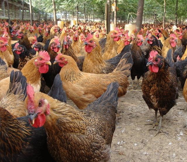 最简单的散养土鸡方法（农民在山上养鸡）(2)