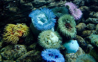 ​十大最美丽的海洋生物排行榜  超出你想象的十大海洋生物