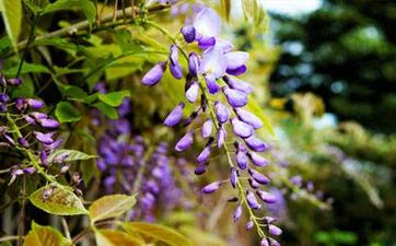 2025哪天入九哪天数九 2025年至2024年数九天时间表