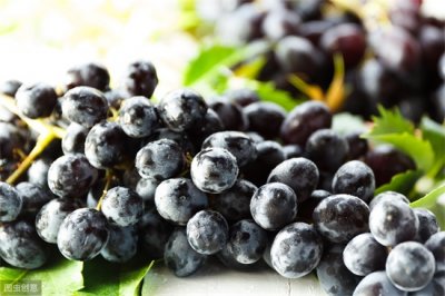 ​葡萄剪枝怎么剪法 葡萄修剪很重要，三种剪枝方法需注意