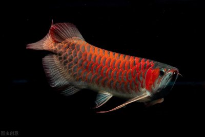 ​龙鱼怎么养及喂养技巧（饲养龙鱼分为哪些不同阶段）