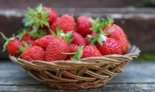 草莓的生长过程 草莓的生长过程画画