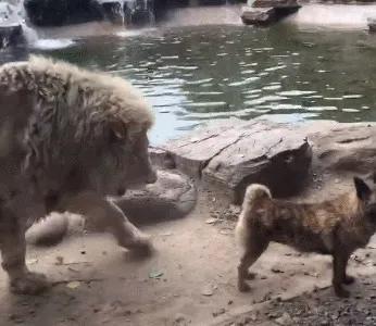 藏獒到底能不能打得过老虎（世界上可以挑战狮子和老虎的六种猛犬）(6)