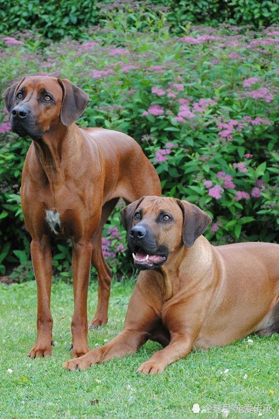 藏獒到底能不能打得过老虎（世界上可以挑战狮子和老虎的六种猛犬）(10)