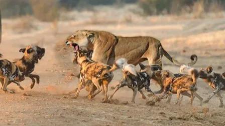 藏獒到底能不能打得过老虎（世界上可以挑战狮子和老虎的六种猛犬）(13)