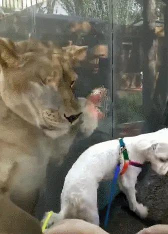 藏獒到底能不能打得过老虎（世界上可以挑战狮子和老虎的六种猛犬）(5)