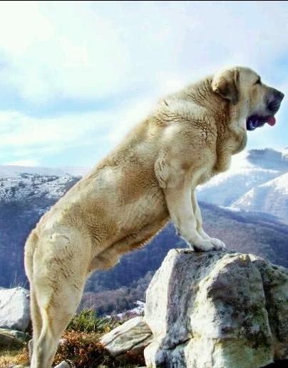 藏獒到底能不能打得过老虎（世界上可以挑战狮子和老虎的六种猛犬）(9)