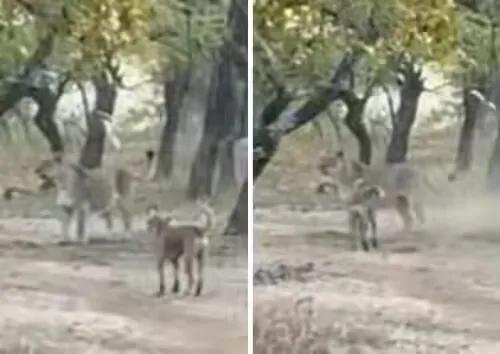 藏獒到底能不能打得过老虎（世界上可以挑战狮子和老虎的六种猛犬）(4)