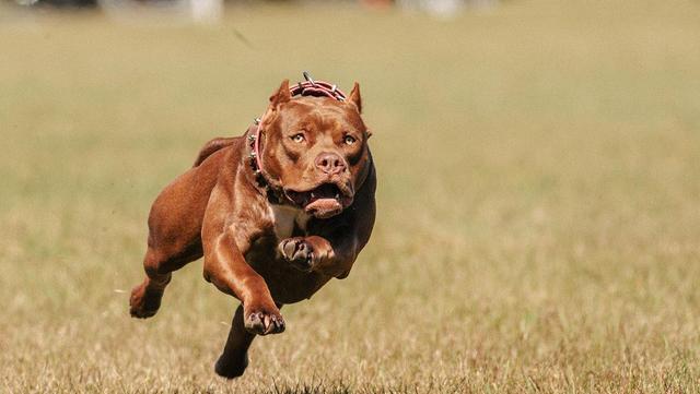 藏獒到底能不能打得过老虎（世界上可以挑战狮子和老虎的六种猛犬）(12)
