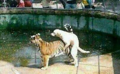 藏獒到底能不能打得过老虎（世界上可以挑战狮子和老虎的六种猛犬）(7)