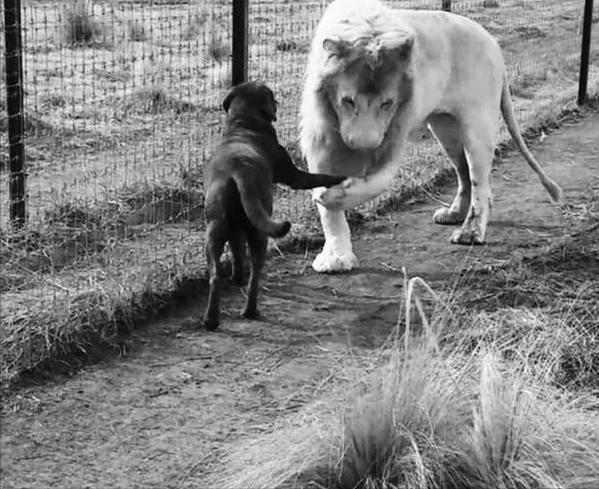 藏獒到底能不能打得过老虎（世界上可以挑战狮子和老虎的六种猛犬）(8)