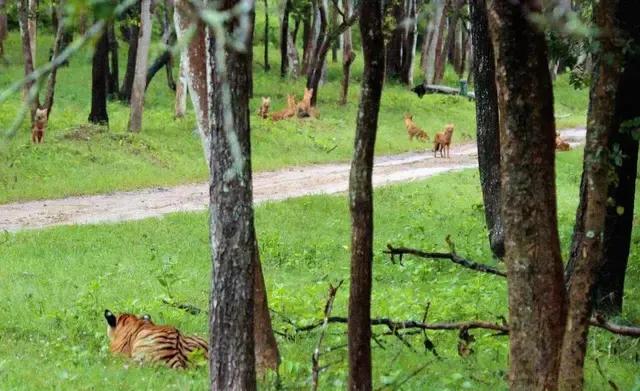 藏獒到底能不能打得过老虎（世界上可以挑战狮子和老虎的六种猛犬）(14)