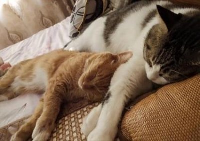 ​北方伯劳鸟叫声，伯劳鸟那种叫声好听