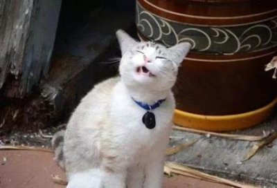 ​虎皮鹦鹉怎么样生殖和孵化，虎皮鹦鹉如何生殖小鸟