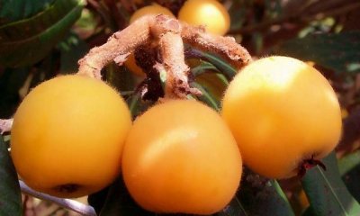 ​甜柿的种植技巧（日本甜柿近两年火了）