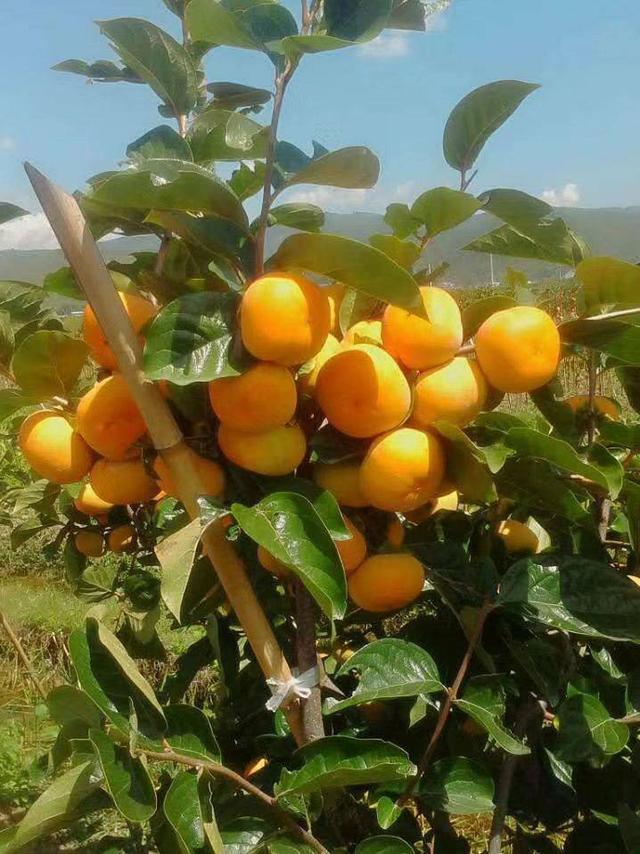 甜柿的种植技巧(日本甜柿近两年火了)(2)