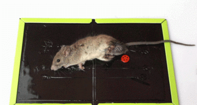 ​被老鼠贴粘住用什么洗，我家猫咪被老鼠贴黏住了，怎么办？