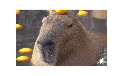 被男生初恋㖭你的小兔兔的感觉