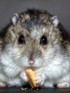 仓鼠是独居动物吗(怎么养仓鼠 新手 教程)