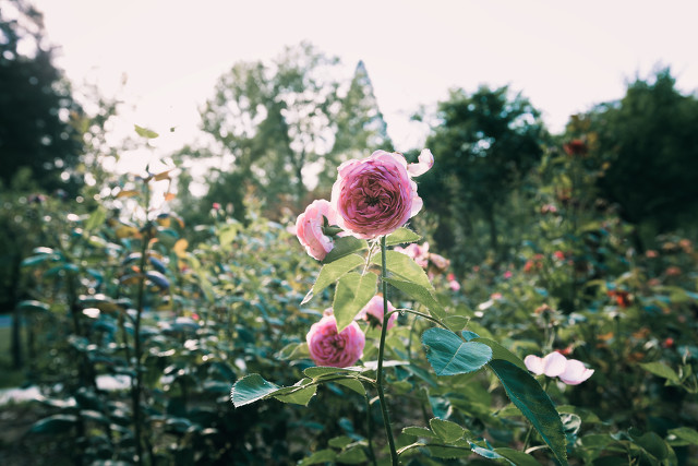 面山而居的而是什么意思（关于语文“而”的用法巧辨析）