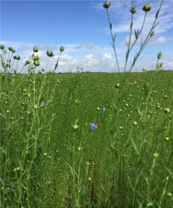 ​最大的亚麻产地,中国最大的亚麻产地