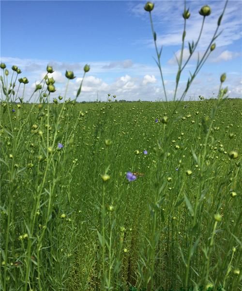 中国最大的亚麻产地
