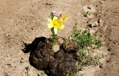 ​鲜花牛粪，鲜花插在牛粪上不一定好的成语？