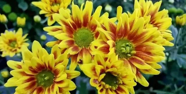 鲜花牛粪，鲜花插在牛粪上不一定好的成语？图3