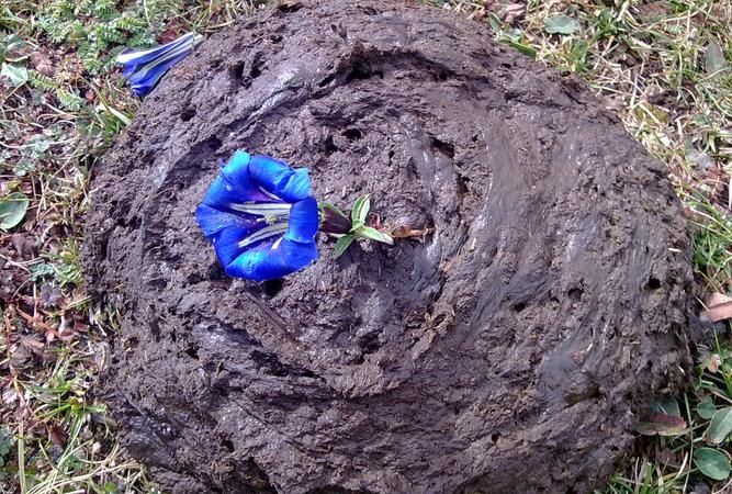 一朵鲜花与七坨牛粪的故事