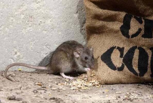 生活四害是指哪4种动物：苍蝇，蚊子，老鼠，蟑螂(老鼠是四害之首)  3