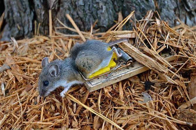 老鼠怕什么气味怎样才能灭老鼠（分享5个灭鼠方法）