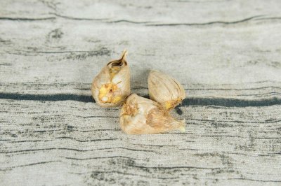 ​小苍兰的养殖方法和注意事项